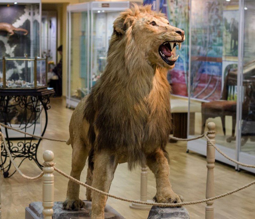 лев у музеї